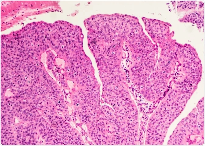بنطال رياضي CS11